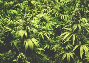 Tangkap 4 Tersangka, Bareskrim Polri Cari Lokasi Ladang Ganja Jaringan Aceh-Medan-Jakarta